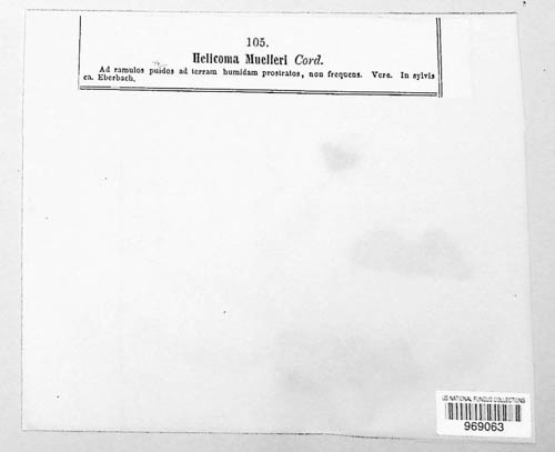 Helicoma muelleri thumbnail